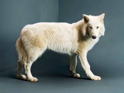 Возрожденный лютоволк (Aenocyon dirus) с обложки журнала "Time"