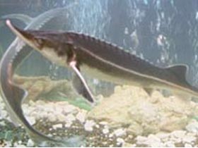 Фото с сайта agro-business.ru (c)