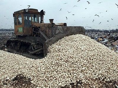 Уничтожение шампиньонов из Польши, март 2016, Ростовская обл. Фото: newsru.com